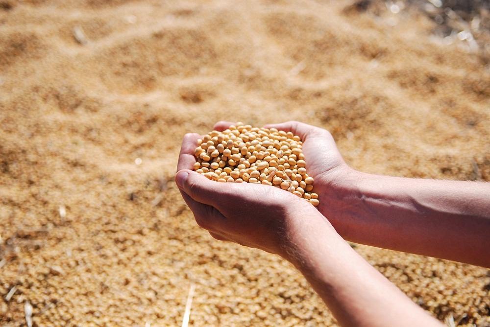 Chinese Demand Drives Global Soybean Trade