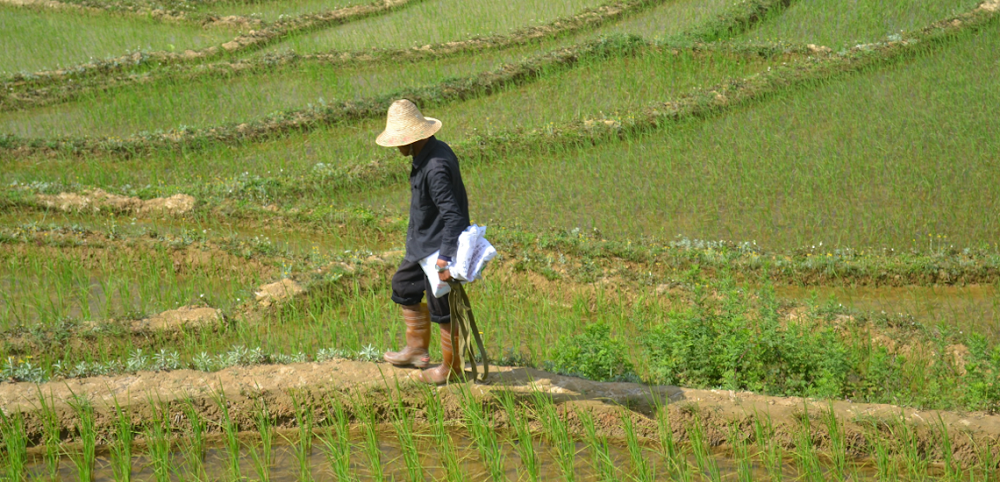 Chinese Fertilizer Exports Boosted by Population Boom